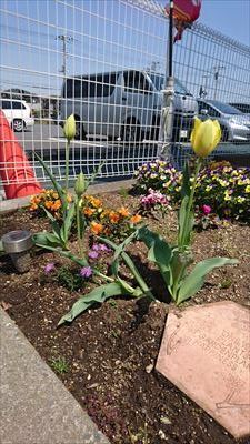 中古車販売 中古車買取 アップル