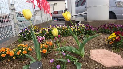 中古車販売 中古車買取 アップル