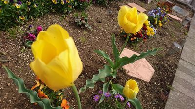 中古車販売 中古車買取 アップル