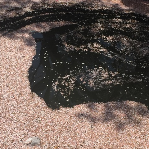 中古車販売 中古車買取 アップル