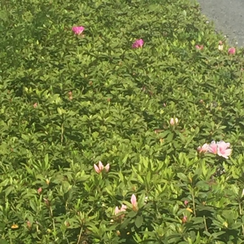 中古車販売 中古車買取 アップル