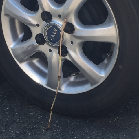 中古車販売 中古車買取 アップル