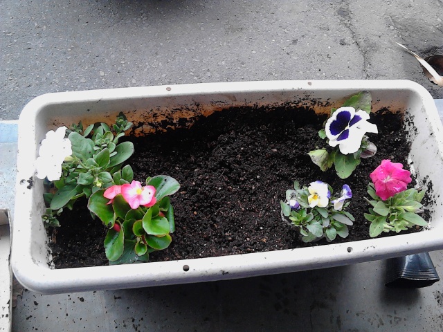 中古車販売 中古車買取 アップル