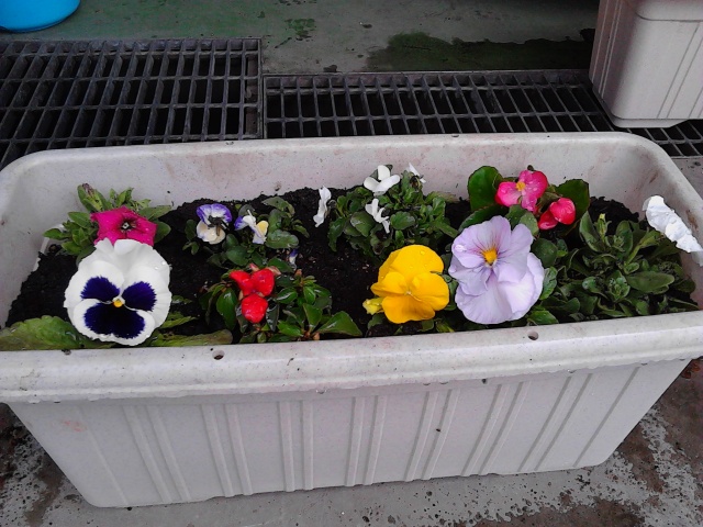 中古車販売 中古車買取 アップル