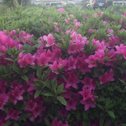 中古車販売 中古車買取 アップル