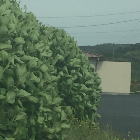 中古車販売 中古車買取 アップル