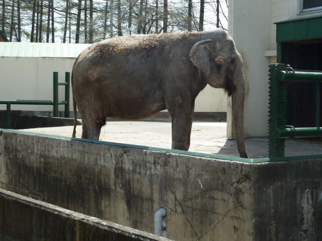 中古車販売 中古車買取 アップル