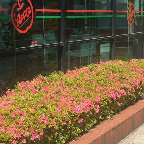 中古車販売 中古車買取 アップル