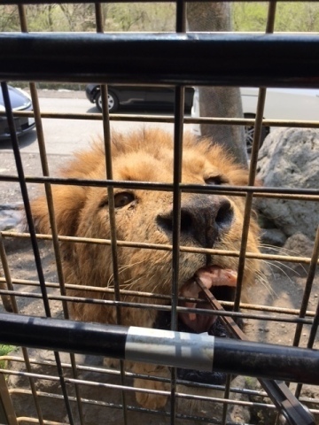 中古車販売 中古車買取 アップル