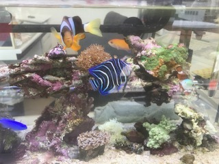 中古車販売 中古車買取 アップル