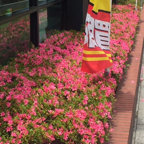 中古車販売 中古車買取 アップル