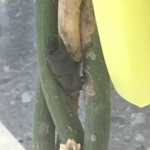 中古車販売 中古車買取 アップル