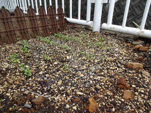 中古車販売 中古車買取 アップル