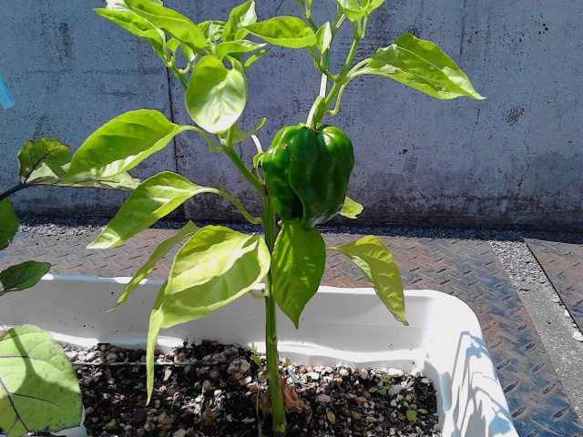 中古車販売 中古車買取 アップル