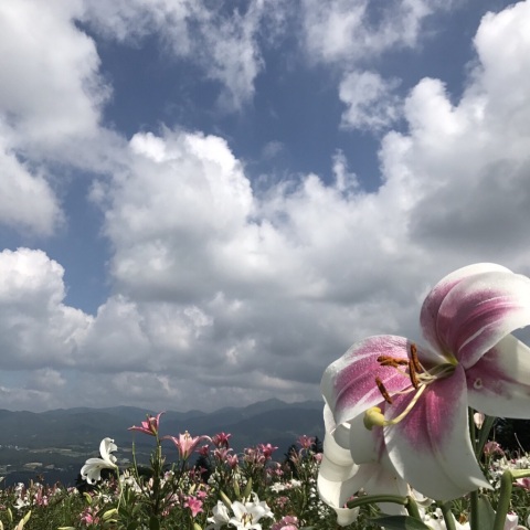 中古車販売 中古車買取 アップル