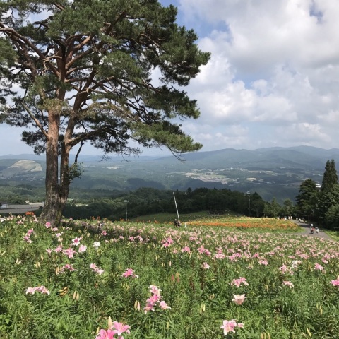 中古車販売 中古車買取 アップル