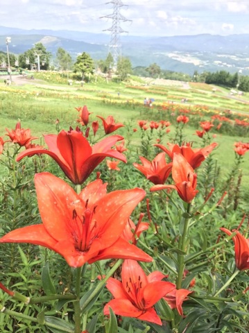 中古車販売 中古車買取 アップル