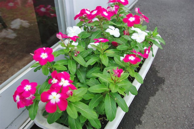 中古車販売 中古車買取 アップル