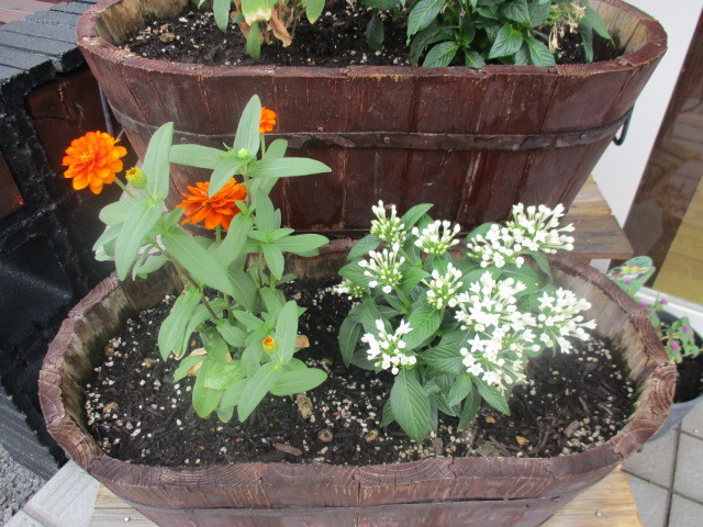 中古車販売 中古車買取 アップル