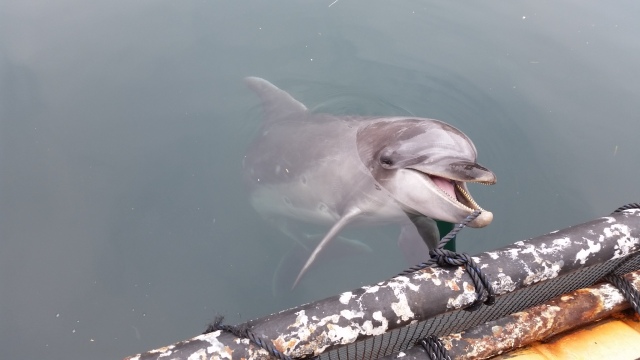 中古車販売 中古車買取 アップル