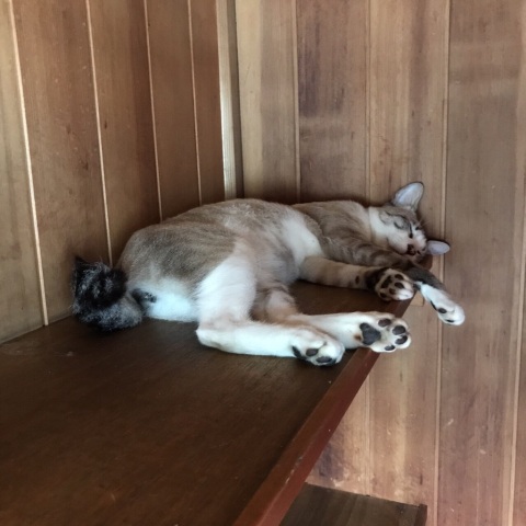 中古車販売 中古車買取 アップル