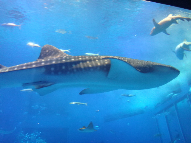 中古車販売 中古車買取 アップル