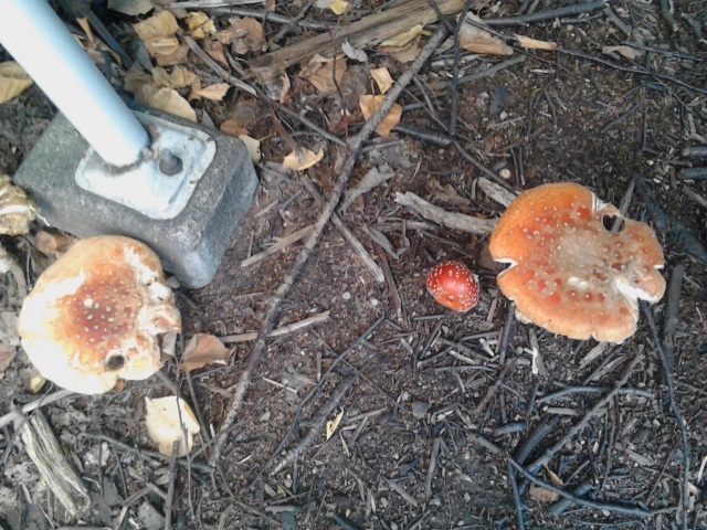 中古車販売 中古車買取 アップル