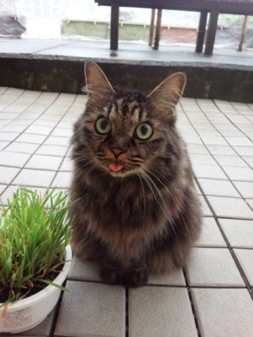 中古車販売 中古車買取 アップル