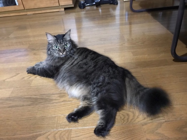 中古車販売 中古車買取 アップル