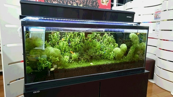 中古車販売 中古車買取 アップル