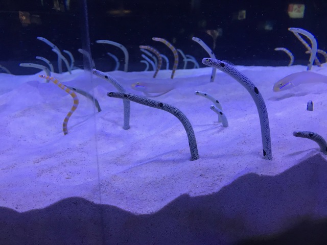 中古車販売 中古車買取 アップル