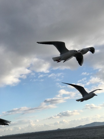 中古車販売 中古車買取 アップル