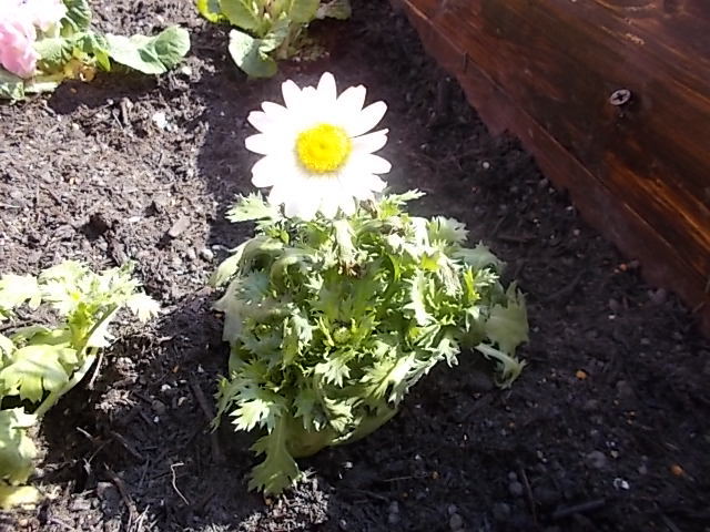 中古車販売 中古車買取 アップル