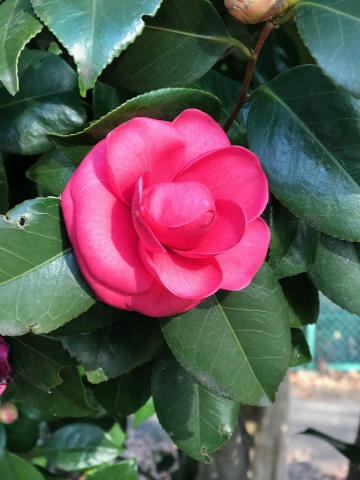 中古車販売 中古車買取 アップル