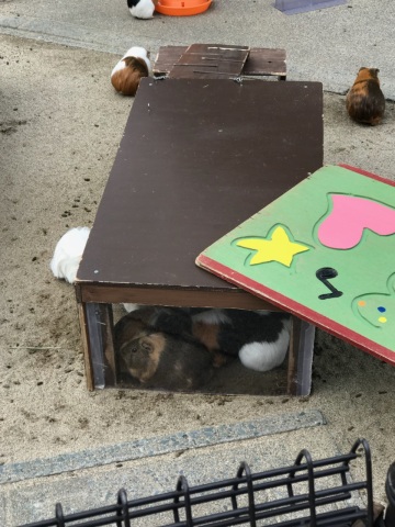 中古車販売 中古車買取 アップル