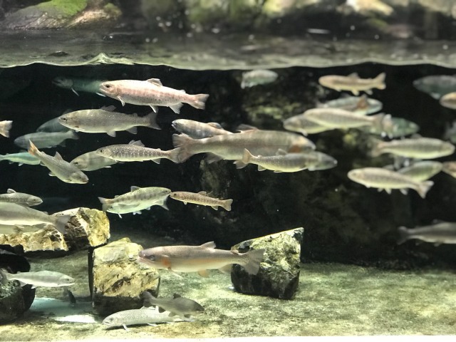 中古車販売 中古車買取 アップル