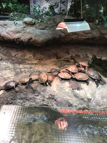 中古車販売 中古車買取 アップル