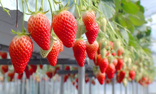 中古車販売 中古車買取 アップル