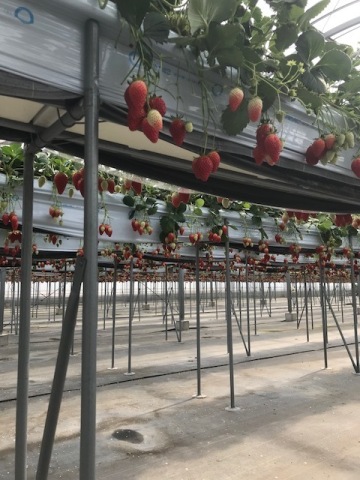 中古車販売 中古車買取 アップル