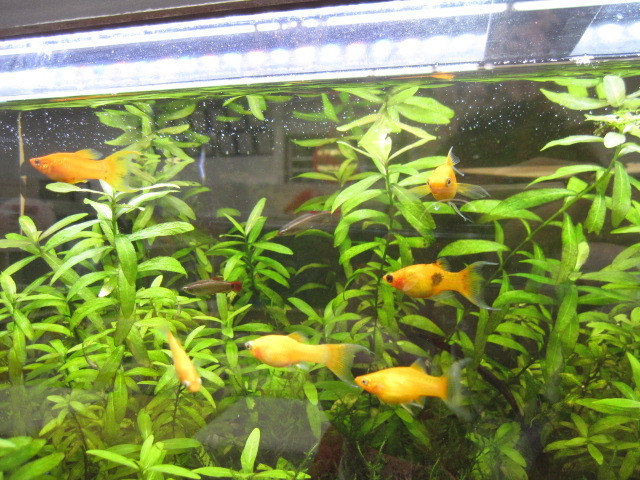 中古車販売 中古車買取 アップル