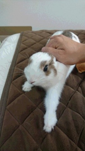 中古車販売 中古車買取 アップル