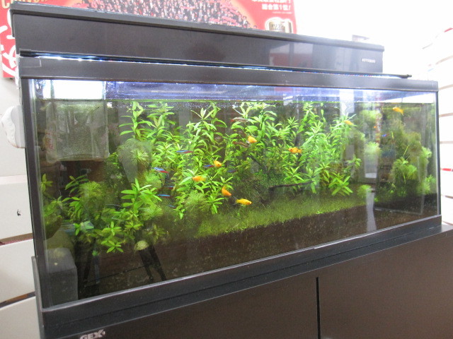 中古車販売 中古車買取 アップル