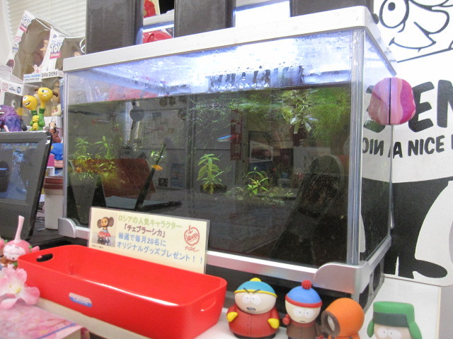 中古車販売 中古車買取 アップル