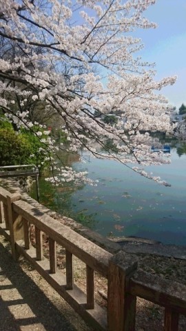 中古車販売 中古車買取 アップル