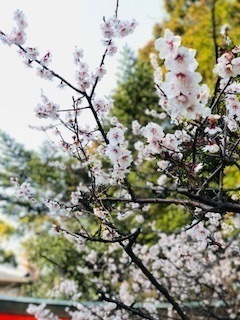 中古車販売 中古車買取 アップル