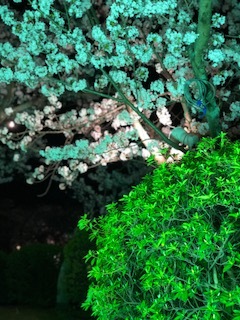 中古車販売 中古車買取 アップル