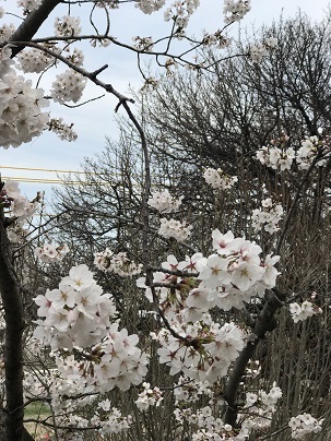 中古車販売 中古車買取 アップル