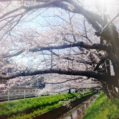 中古車販売 中古車買取 アップル