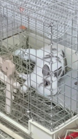 中古車販売 中古車買取 アップル