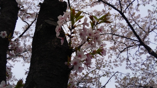 中古車販売 中古車買取 アップル